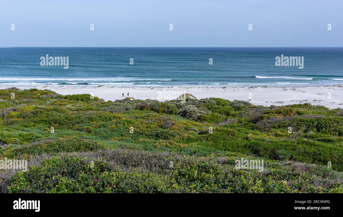 Beach coastline vegetation overlooking scenic Atlantic ocean waves surfing surfers walking a landscape at Witsands  Cape Point Cape Town. Stock Photo