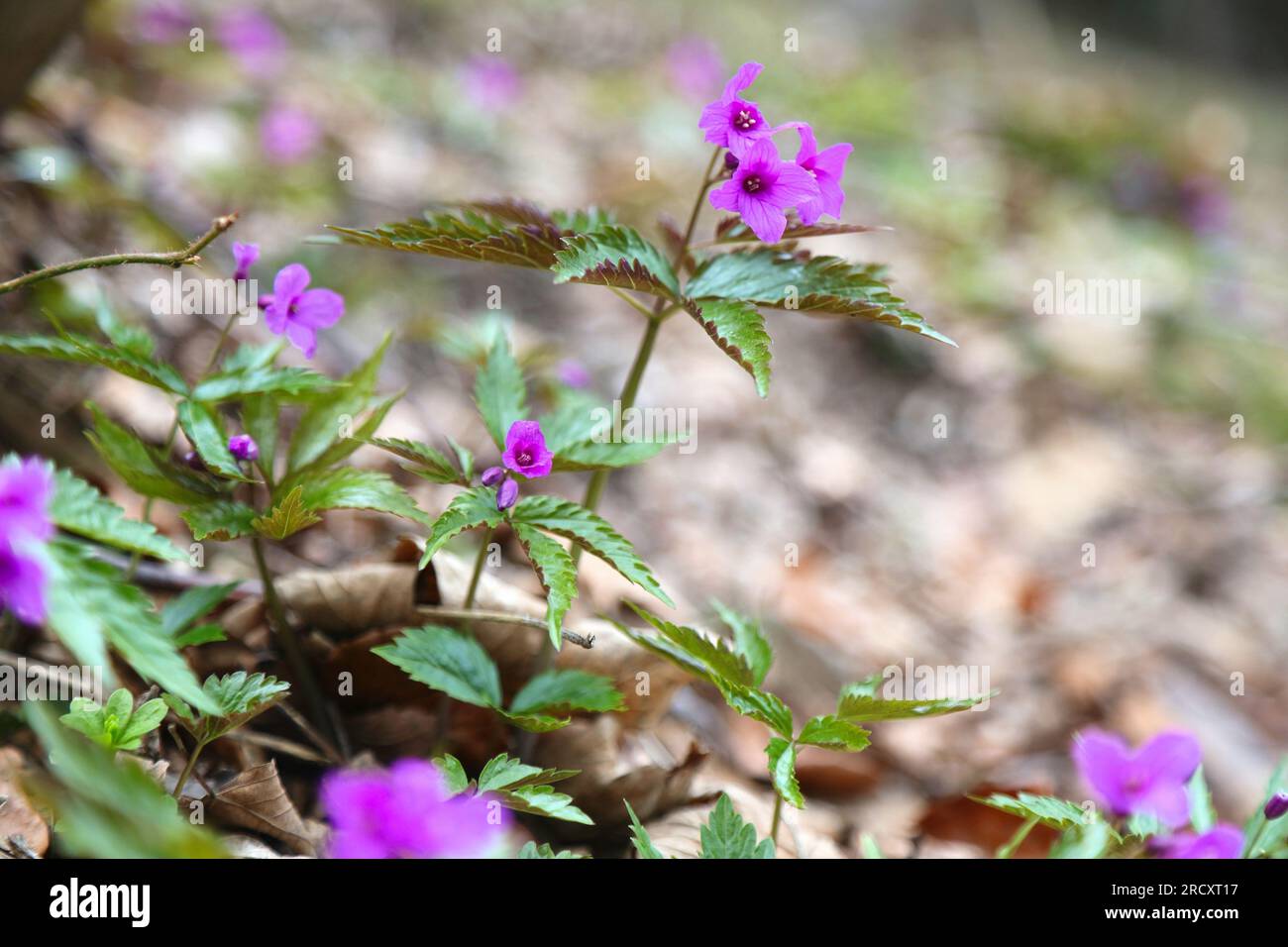 Cardamine glanduligera endemic flowering plant in Carpathian Mountains in Europe. Pictured in Beskidy mountains in Poland. Stock Photo