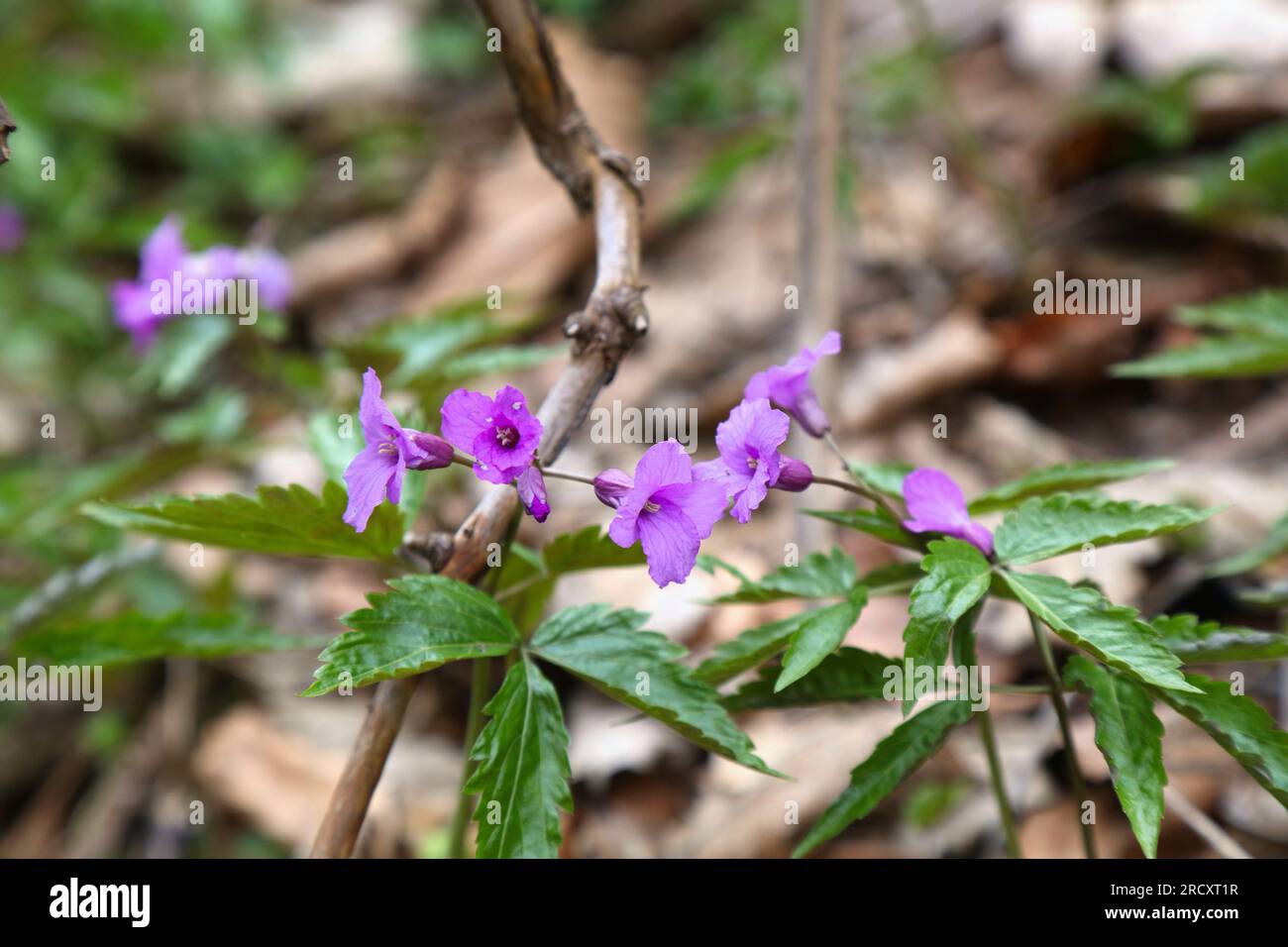 Cardamine glanduligera endemic flowering plant in Carpathian Mountains in Europe. Pictured in Beskidy mountains in Poland. Stock Photo