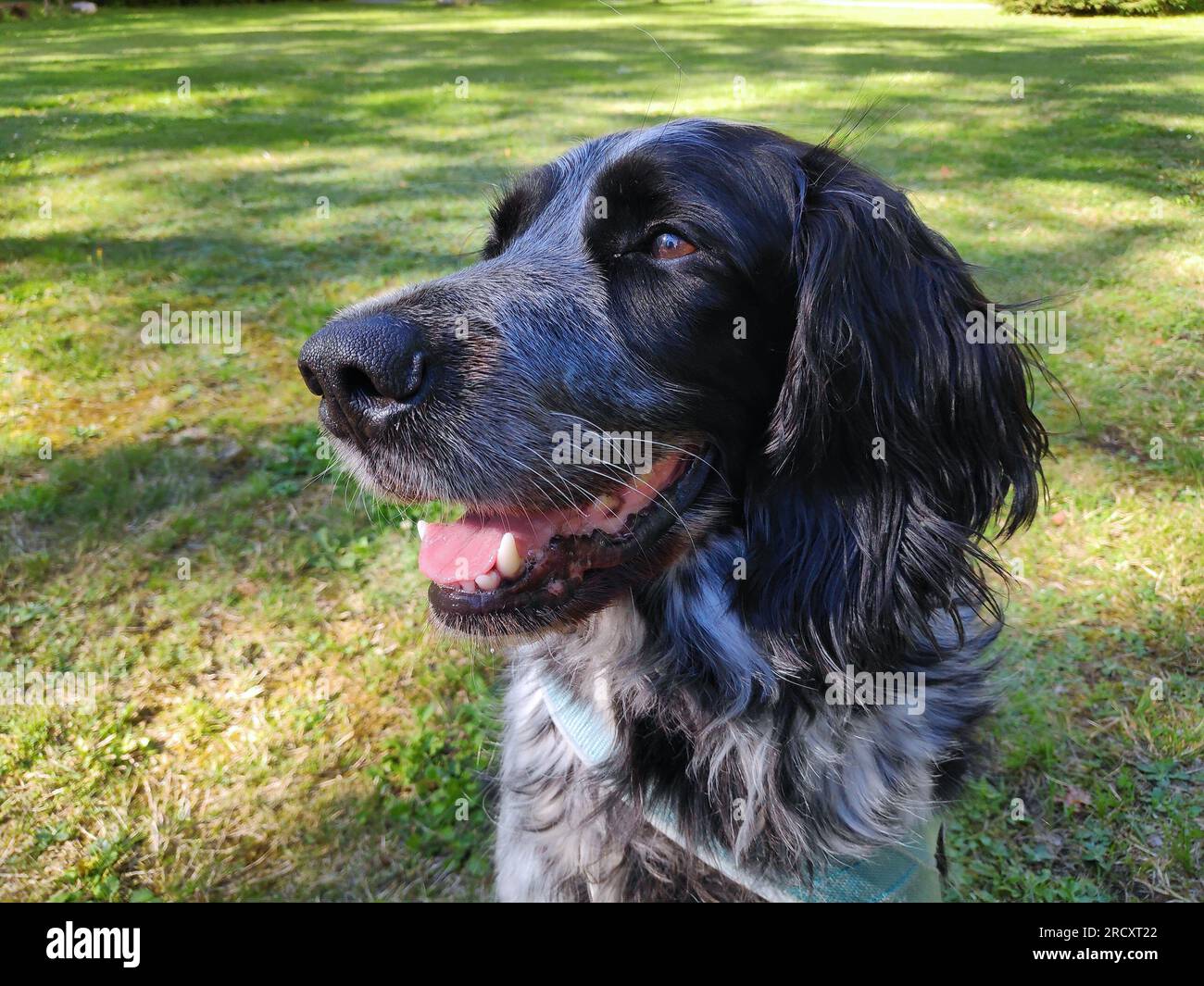 Large Munsterlander breed of gun dog originating from Germany. Also known as Grosser Munsterlander. The breed is an offshoot of the German Longhaired Stock Photo