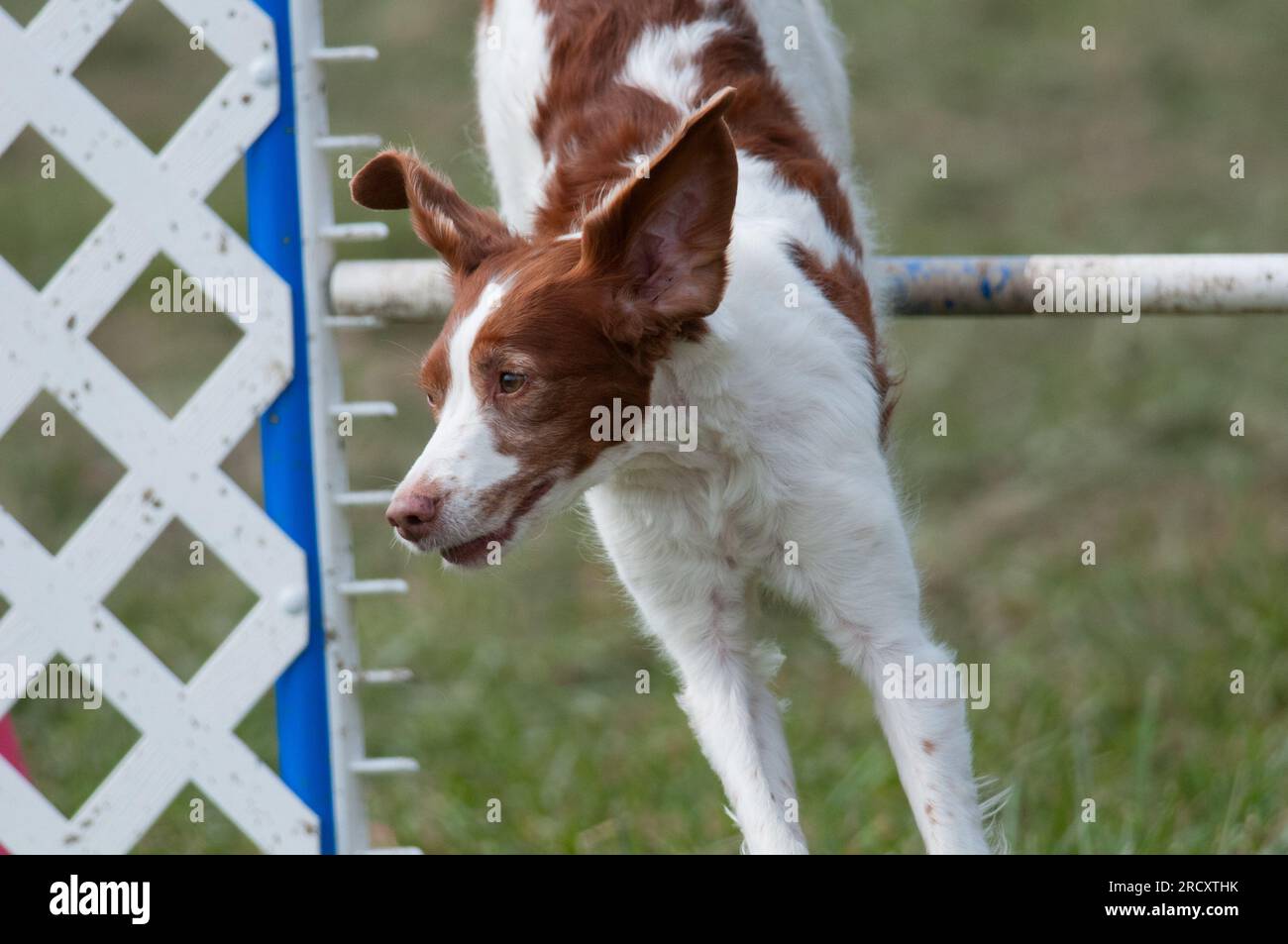 Brittany dog jumping over a hurdle during an agility competition Stock Photo