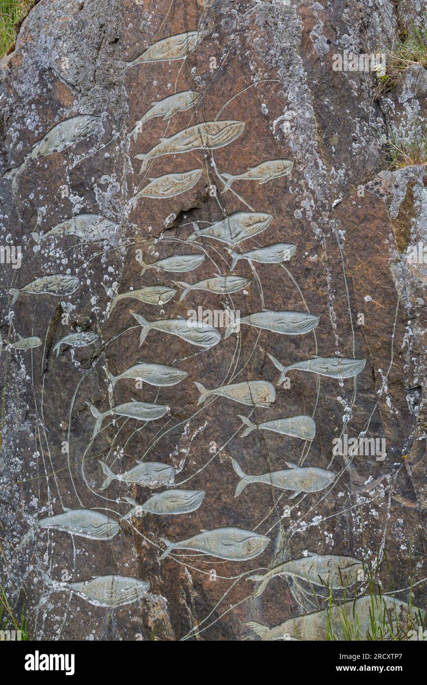 Whales fish, Rock art carvings, part of Stone & Man project by local artist Aka Høegh at Qaqortoq, Greenland in July Stock Photo