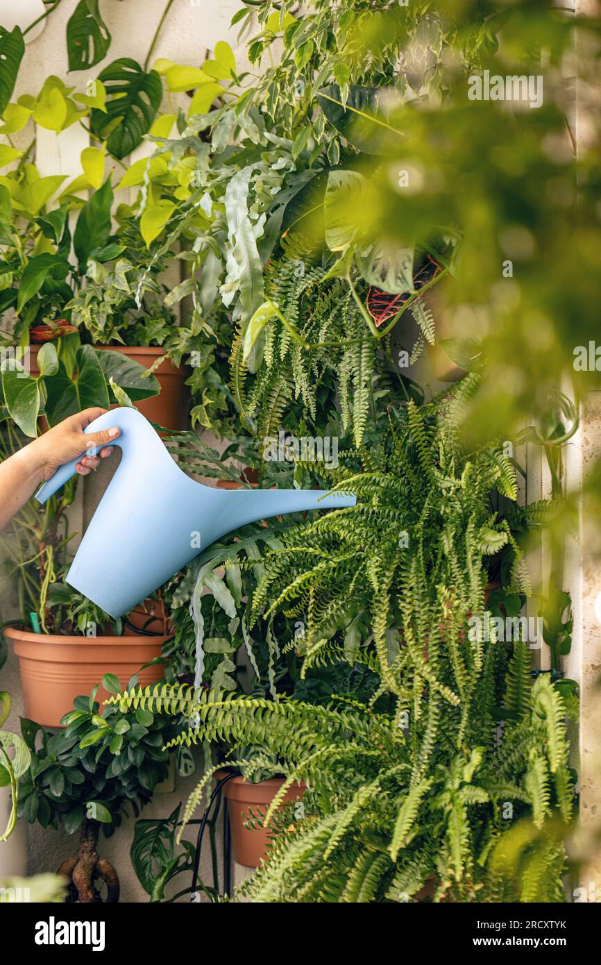 Woman pour water in flower pot with indoor houseplant Stock Photo Alamy