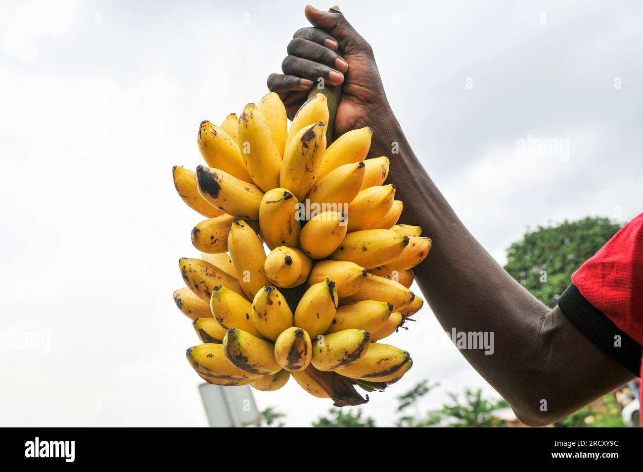 A young Congolese farmer displays a bunch of ripe bananas in a village on the road to Sibiti (southern Congo), 12 January 2017 Stock Photo