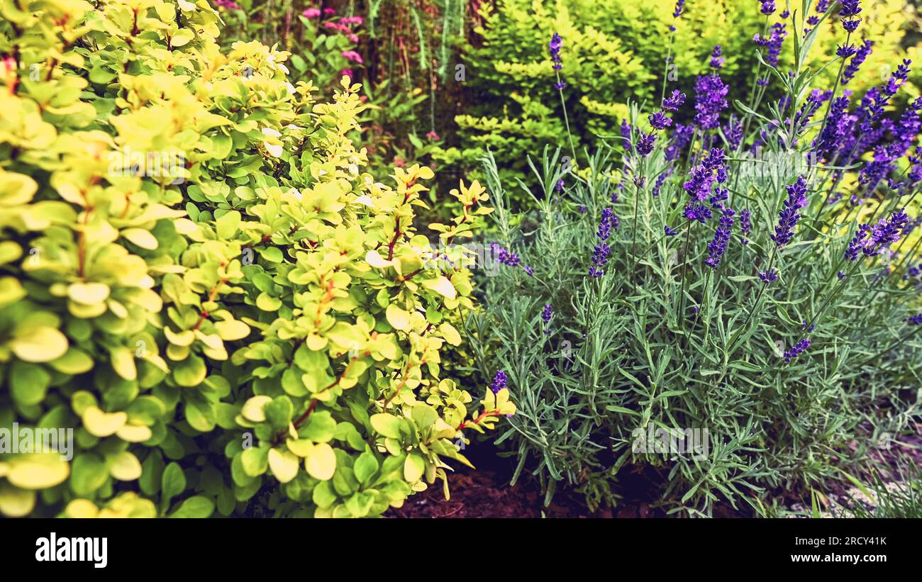 Rockery Garden with Colourful Plants Close Up. Gardening Theme. Stock Photo