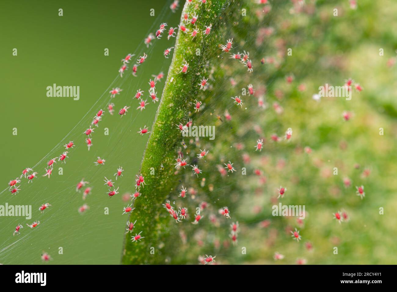 Closeup red spider mite on silk webbing colony Stock Photo