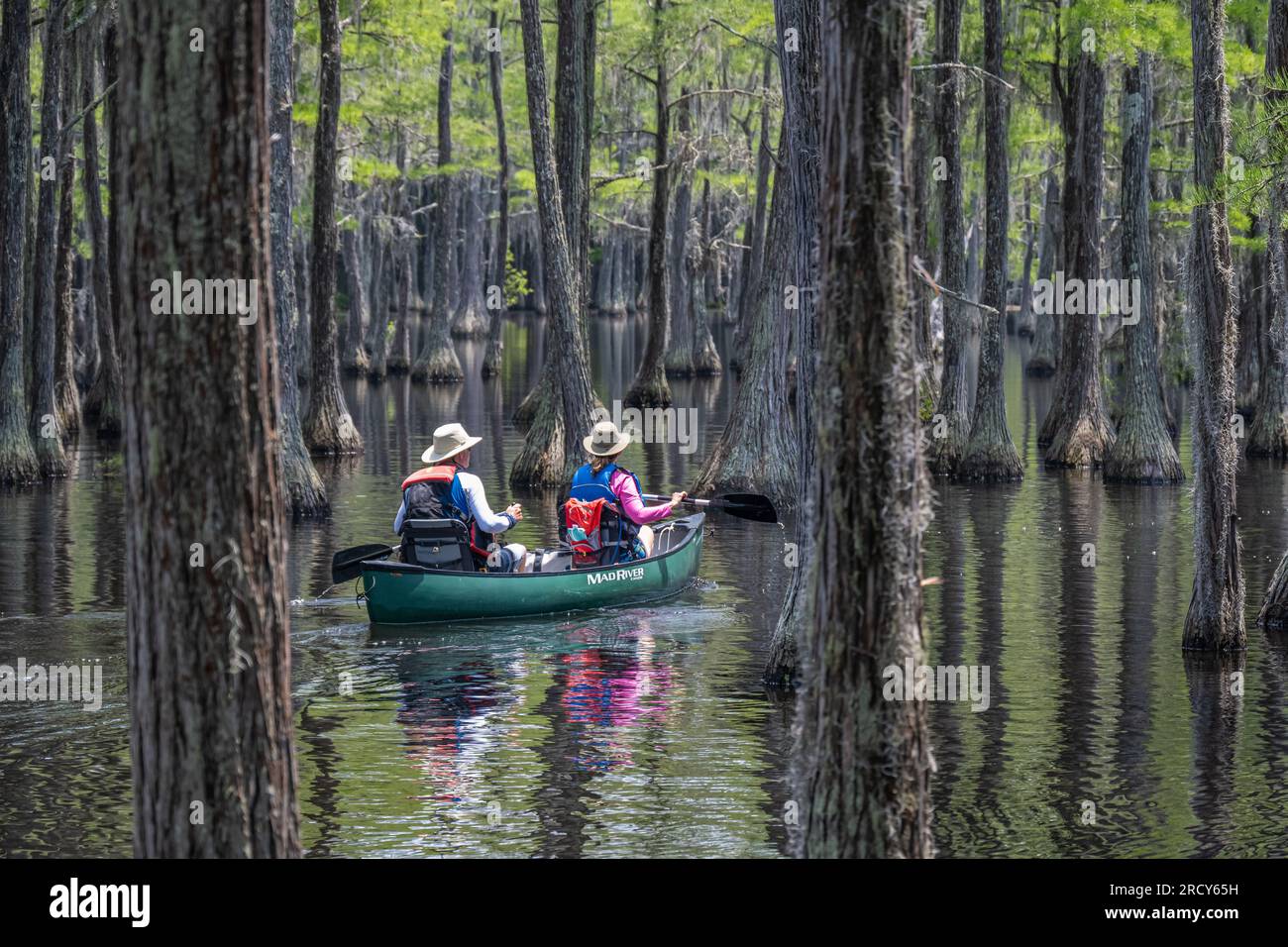 Couple canoeing among the Cypress trees at George L. Smith State Park in Twin City, Georgia. (USA) Stock Photo