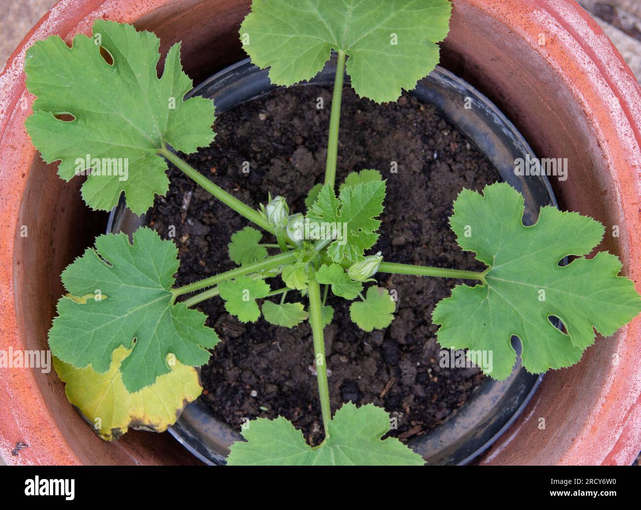Young Courgette plant in pot, about to flower Stock Photo