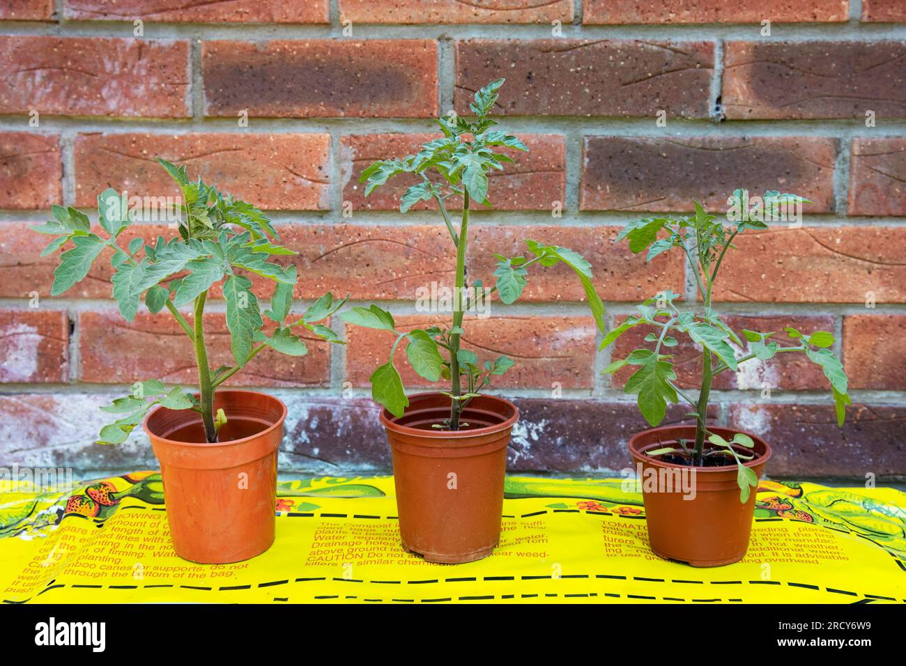 Tomato plants in pots ready to put into grow bag Stock Photo