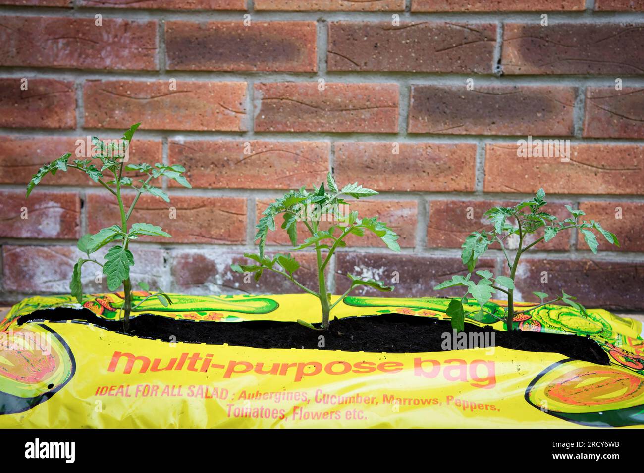 Tomato plants in grow bag Stock Photo