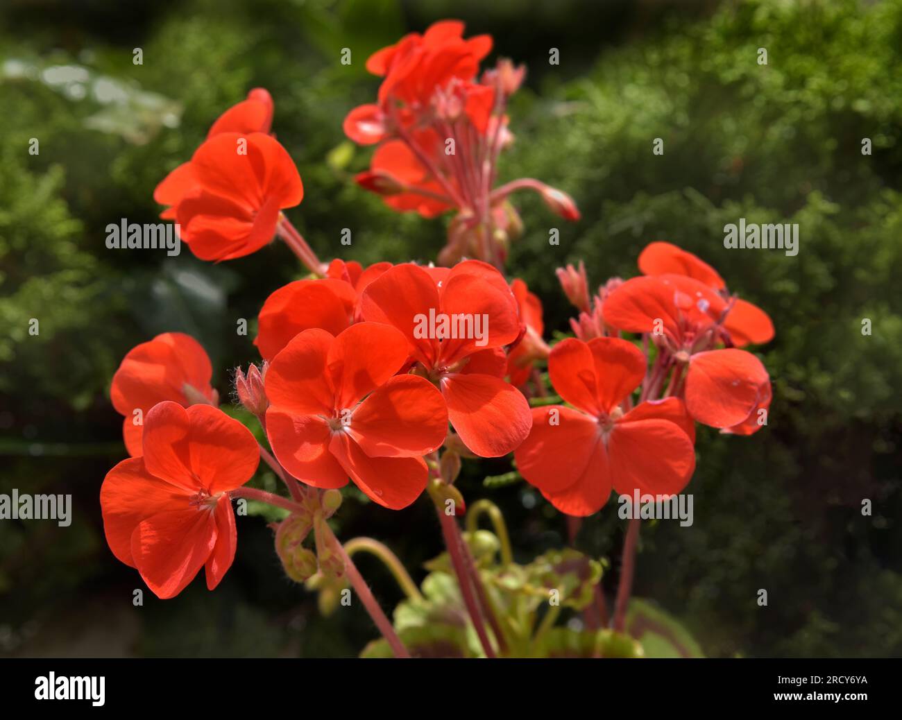 Flowering Red geranium plant Stock Photo