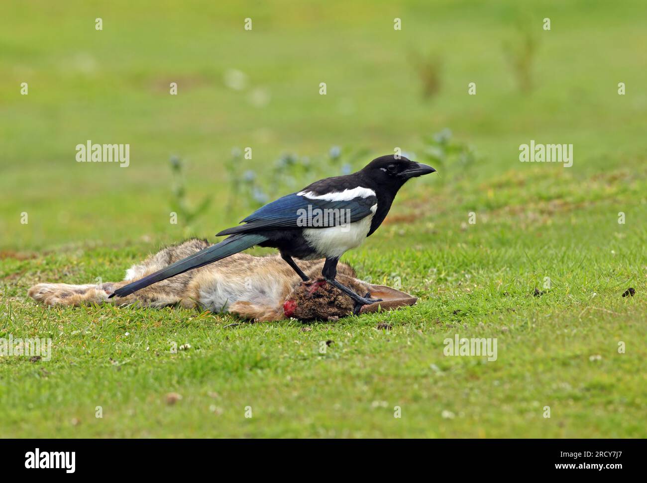 Common Magpie (Pica pica) juvenile feeding on dead rabbit, died of ...