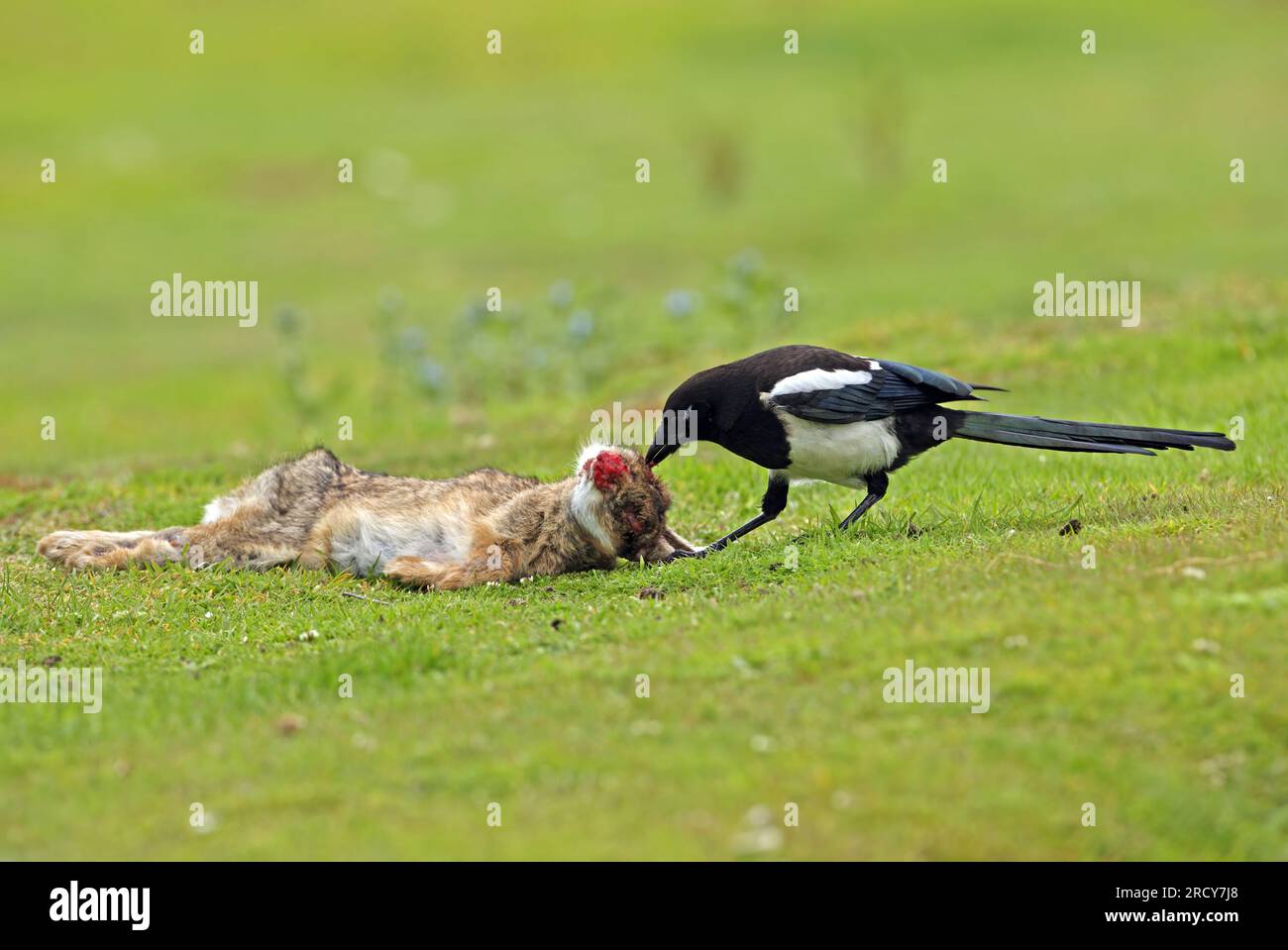 Common Magpie (Pica pica) juvenile feeding on dead rabbit, died of ...