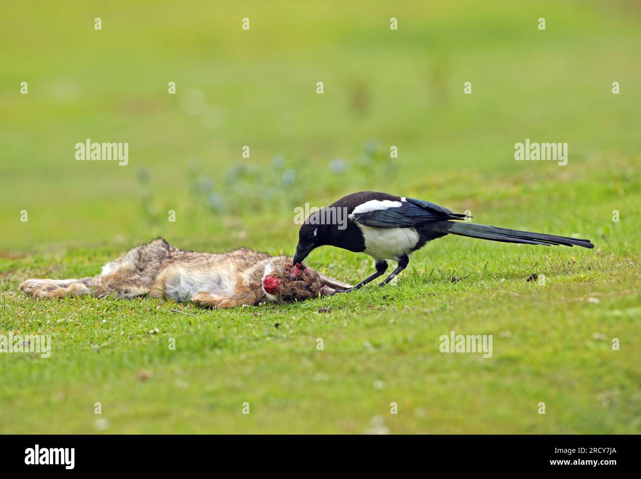 Common Magpie (Pica pica) juvenile feeding on dead rabbit, died of ...