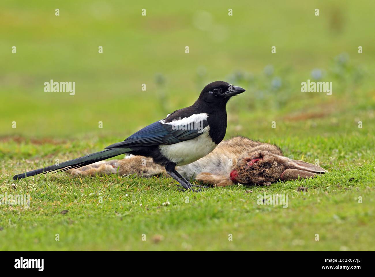Common Magpie (Pica pica) juvenile feeding on dead rabbit, died of ...