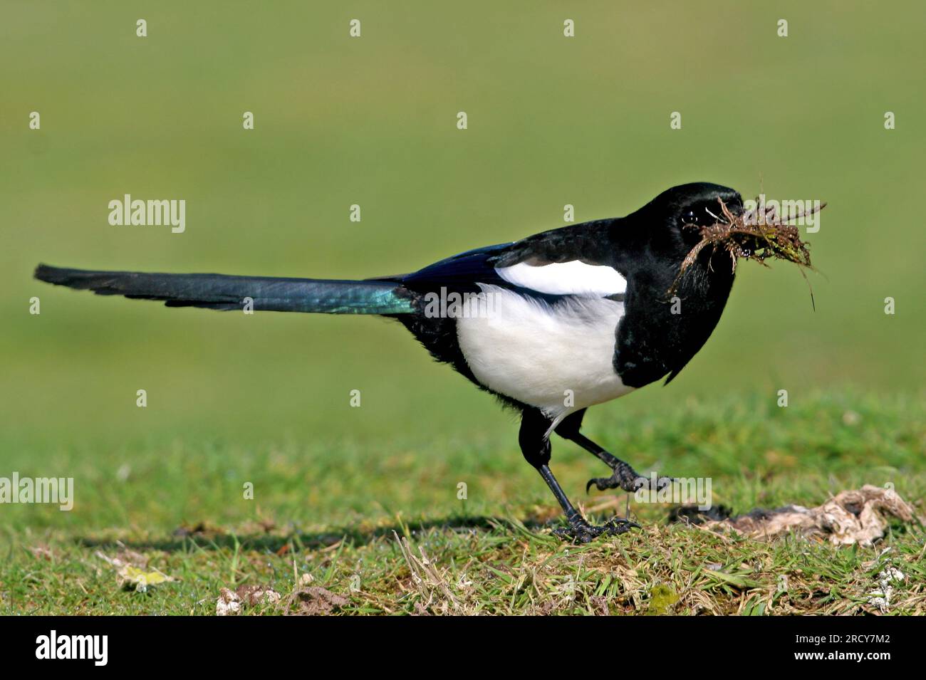 Common Magpie (Pica pica) adult collecting mud to line nest  Eccles-on-Sea, Norfolk, UK.             April Stock Photo