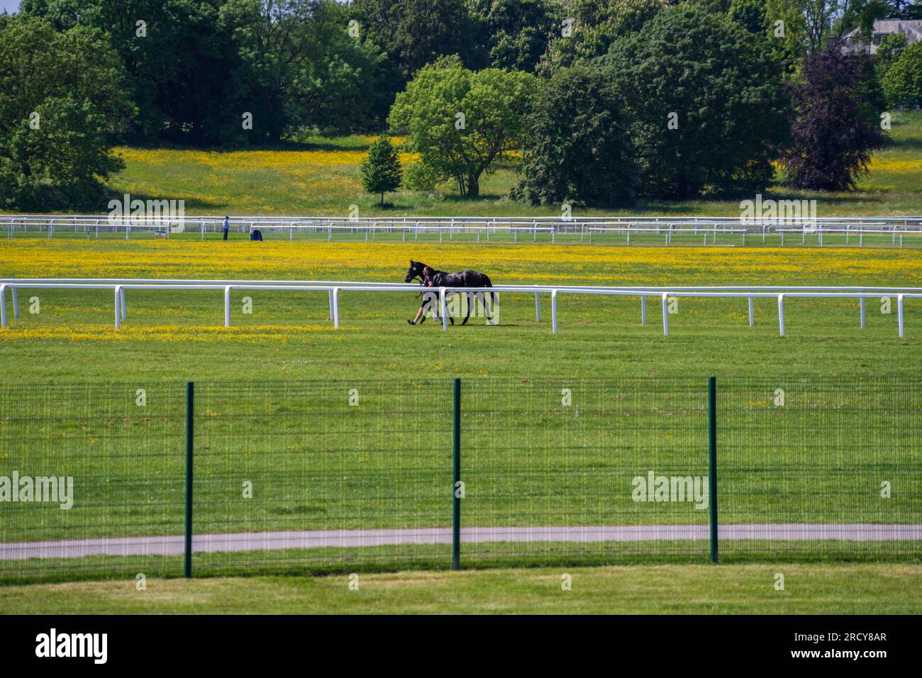 Person walks a race horse in a beautiful meadow after the York horse race. The horse race is a traditional event and part of the English culture. Stock Photo