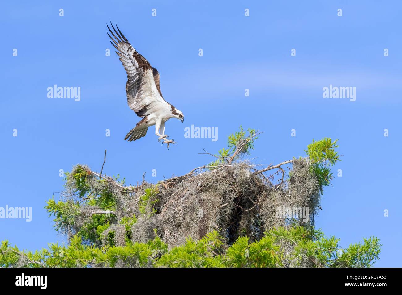 Osprey, or Fish Hawk (Pandion haliaetus), landing on nest, April, flight, Florida, USA, by Dominique Braud/Dembinsky Photo Assoc Stock Photo