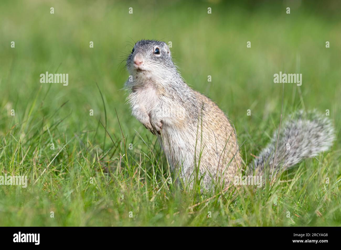 Franklin's ground squirrel (Spermophilis franklinii), Minnesota, USA, by Dominique Braud/Dembinsky Photo Assoc Stock Photo