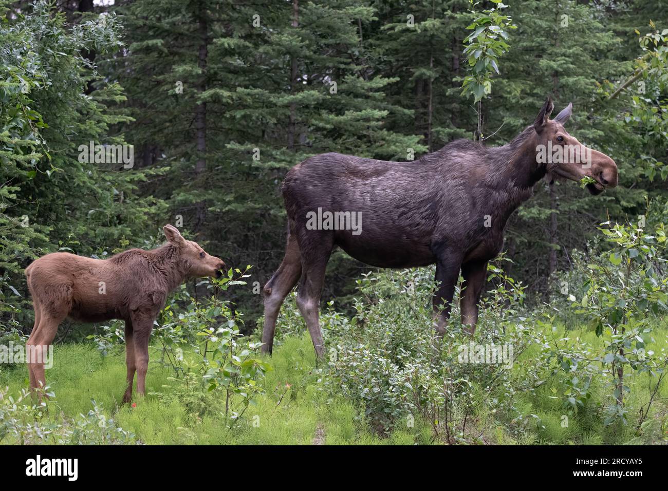 Female moose & her calf grazing at the side of Maligne Lake Road, Maligne Lake, Jasper, Jasper National Park Canada Stock Photo