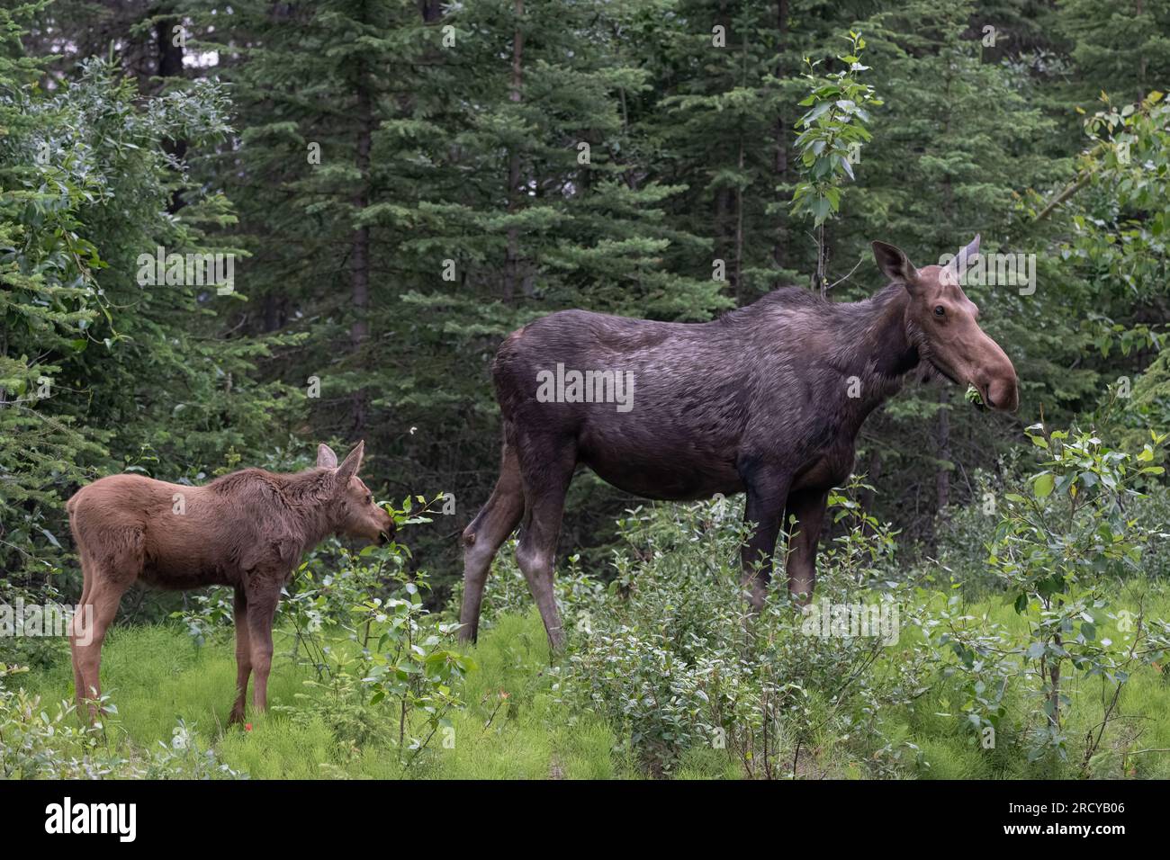 Female moose & her calf grazing at the side of Maligne Lake Road, Maligne Lake, Jasper, Jasper National Park Canada Stock Photo