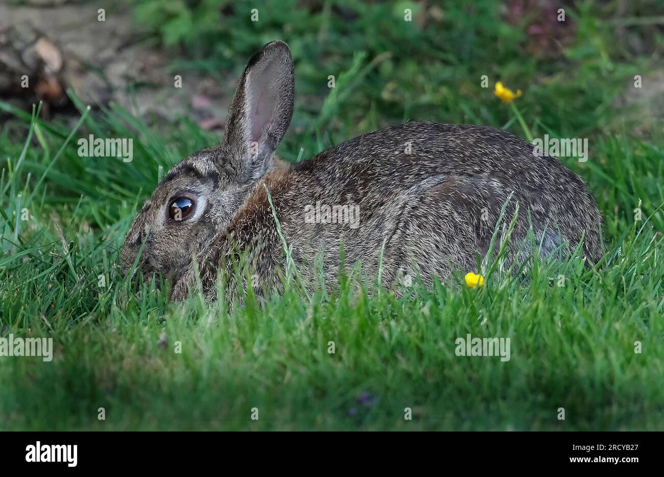 The European rabbit or coney is a species of rabbit native to the ...