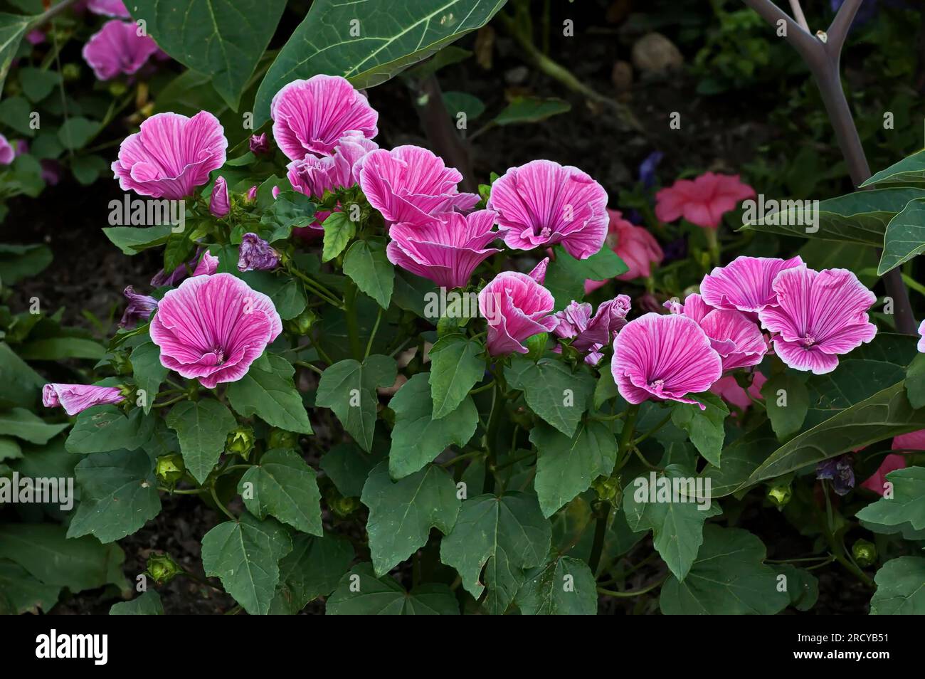 A beautiful view from a garden with lots of bright pink lavatera flowers with lush foliage, Sofia, Bulgaria Stock Photo