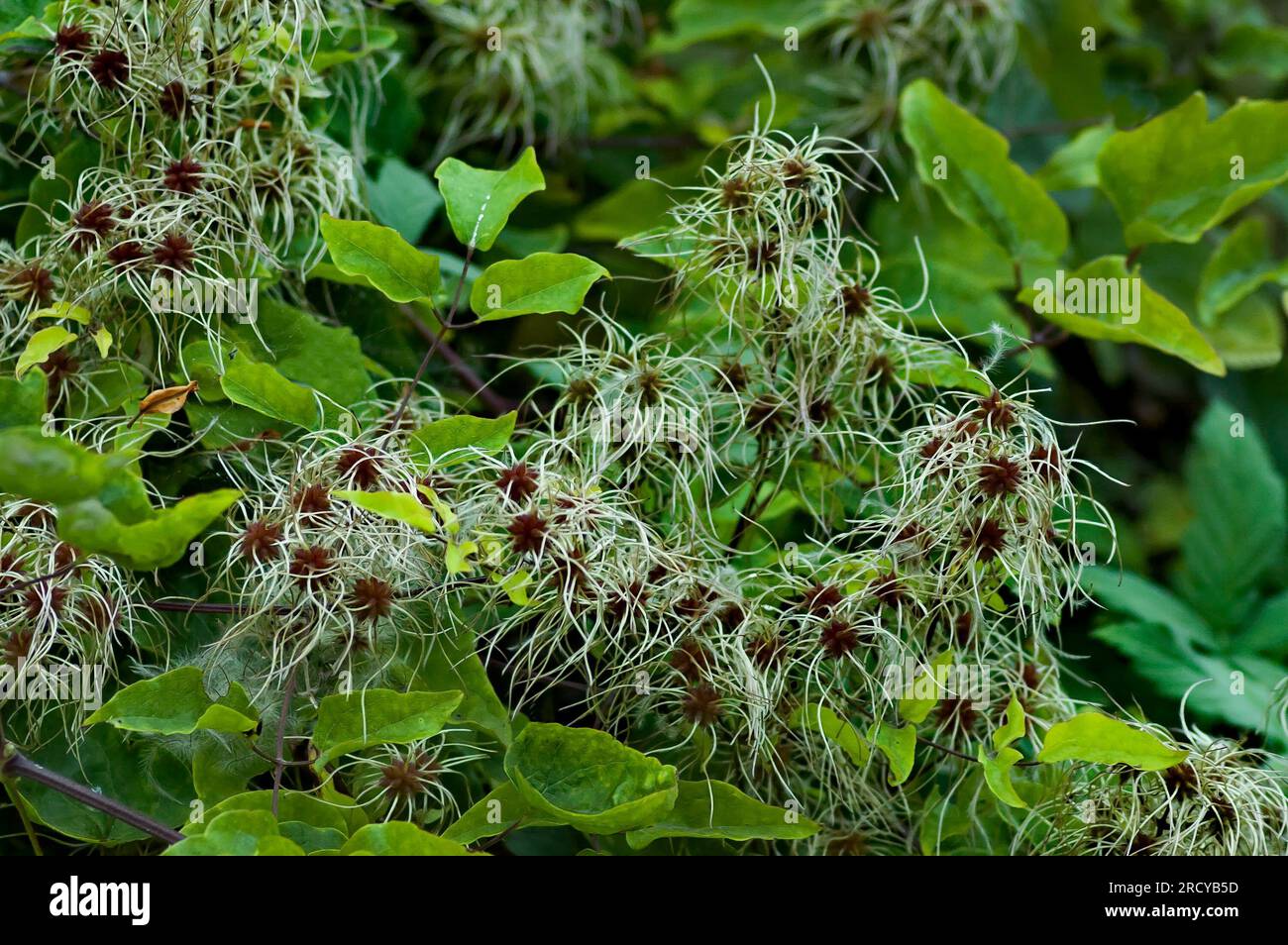 Plain clematis  or Clematis vitalba, Old Man's Beard also Traveler's Joy, bushy plant blossom, Sofia, Bulgaria Stock Photo