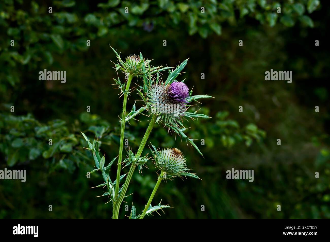 Close-up of milk thistle flower or Silybum marianum in bloom, Sofia, Bulgaria Stock Photo