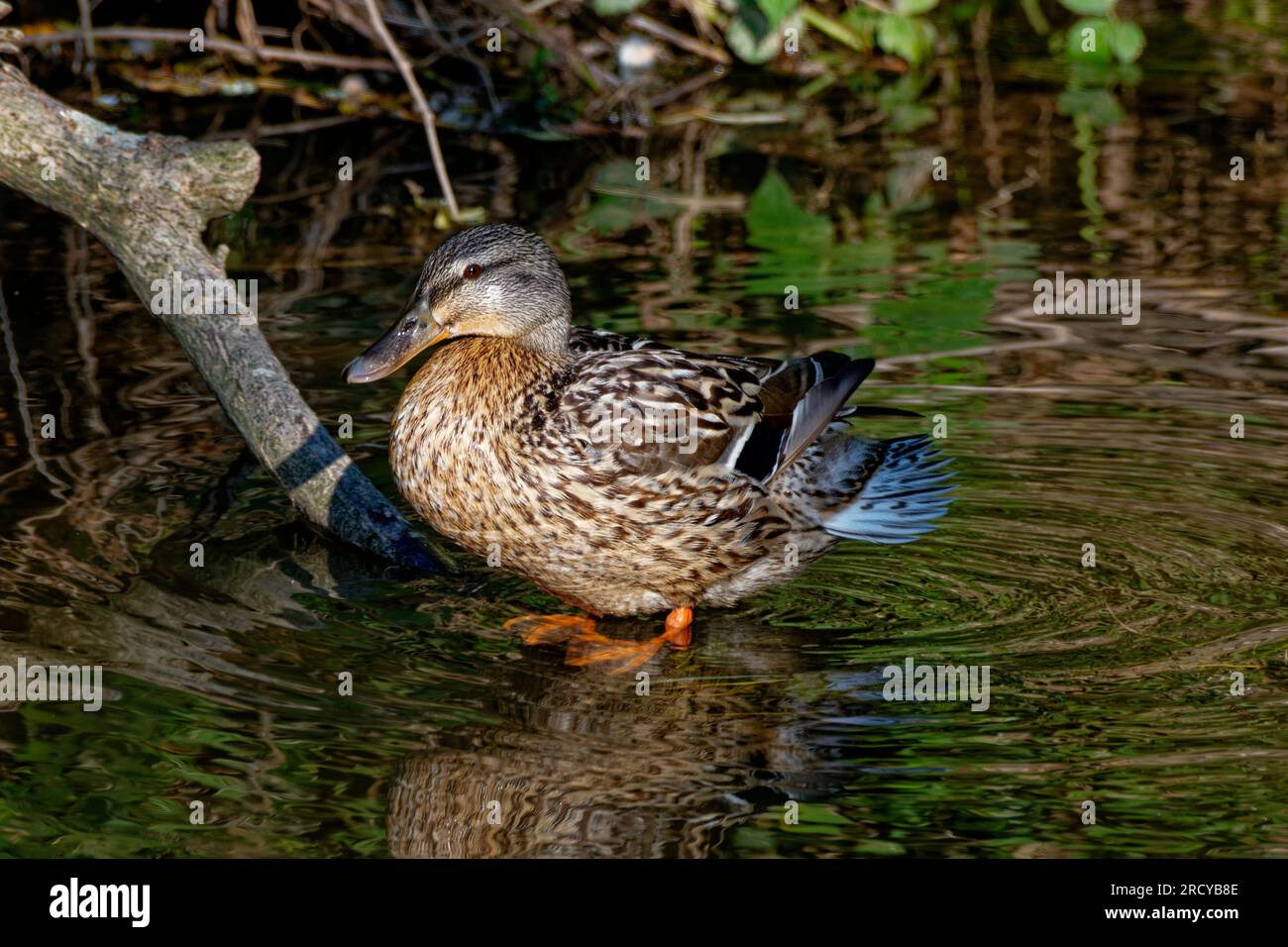 Sitemapcdatahttpsabckniqoocomimages Of Female Mallard Ducksnull