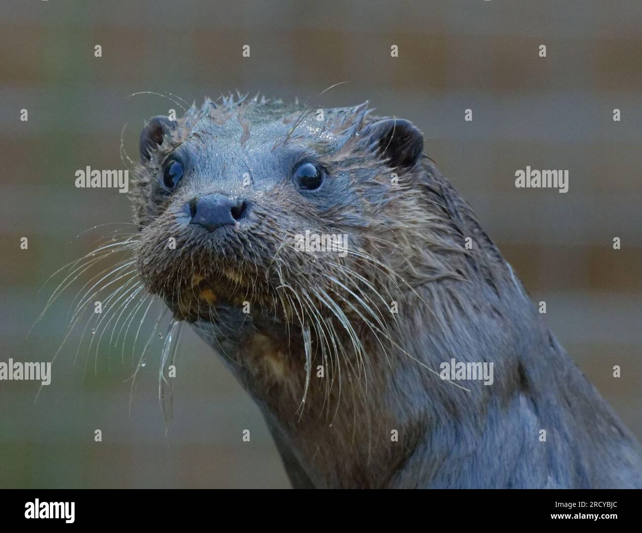 Eurasian Otter (Lutra lutra) Young otter with wet fur looking Stock