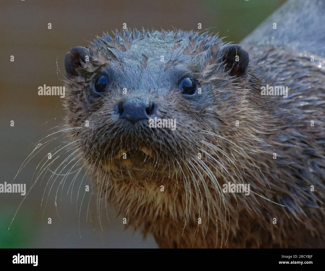 Eurasian Otter (Lutra lutra) Young otter with wet fur looking Stock