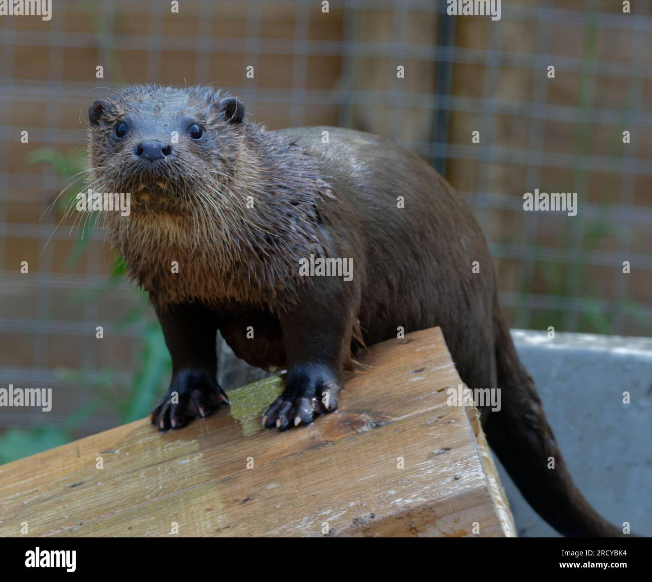 Eurasian Otter (Lutra lutra) Young otter with wet fur looking Stock