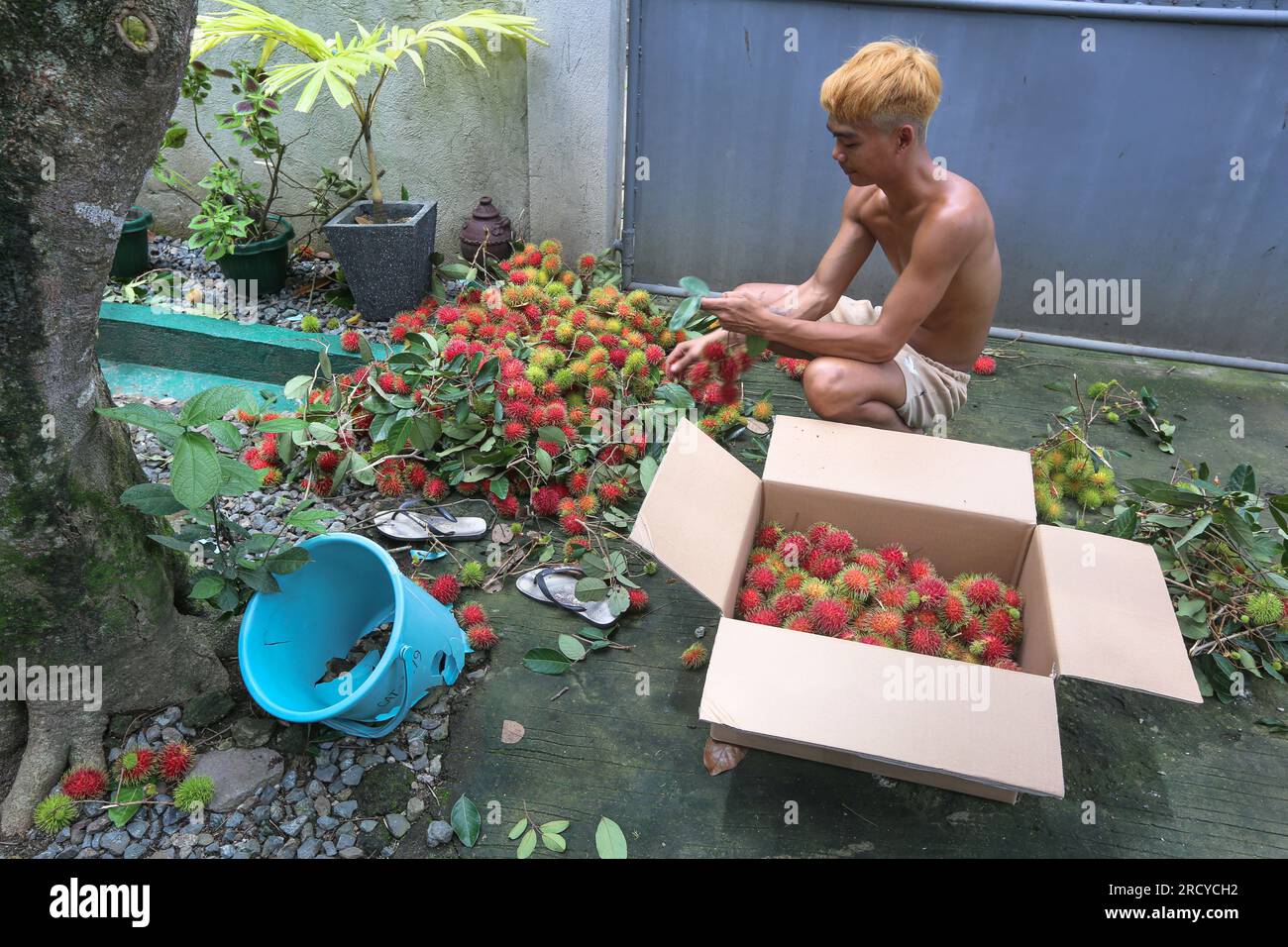 Lipa, Philippines. July 17, 2023 : Fruit pickers harvest rambutans between two cyclones. Tropical cyclone Dodong has just caused damage but new typhoon Egay is already forming. Fruit vendor Jayce Manalo explain:'Due to climate change, every storm destroys our fruits which become unsaleable. So even if many rambutans are not yet ripe, we harvest in houses as many as possible before the next storm'. The archipelago is still experiencing the southwest monsoon (habagat). In 2022/2023, the average farmgate price of rambutan is the highest ever recorded here. Credit: Kevin Izorce/Alamy Live News Stock Photo