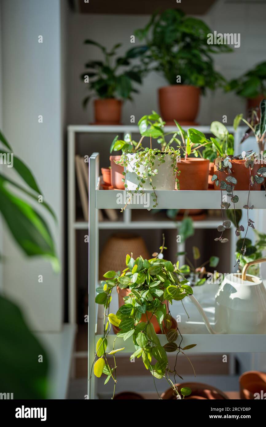Small plants in terracotta pots on cart at home. Houseplant pilea, ceropegia, dischidia on shelfs Stock Photo