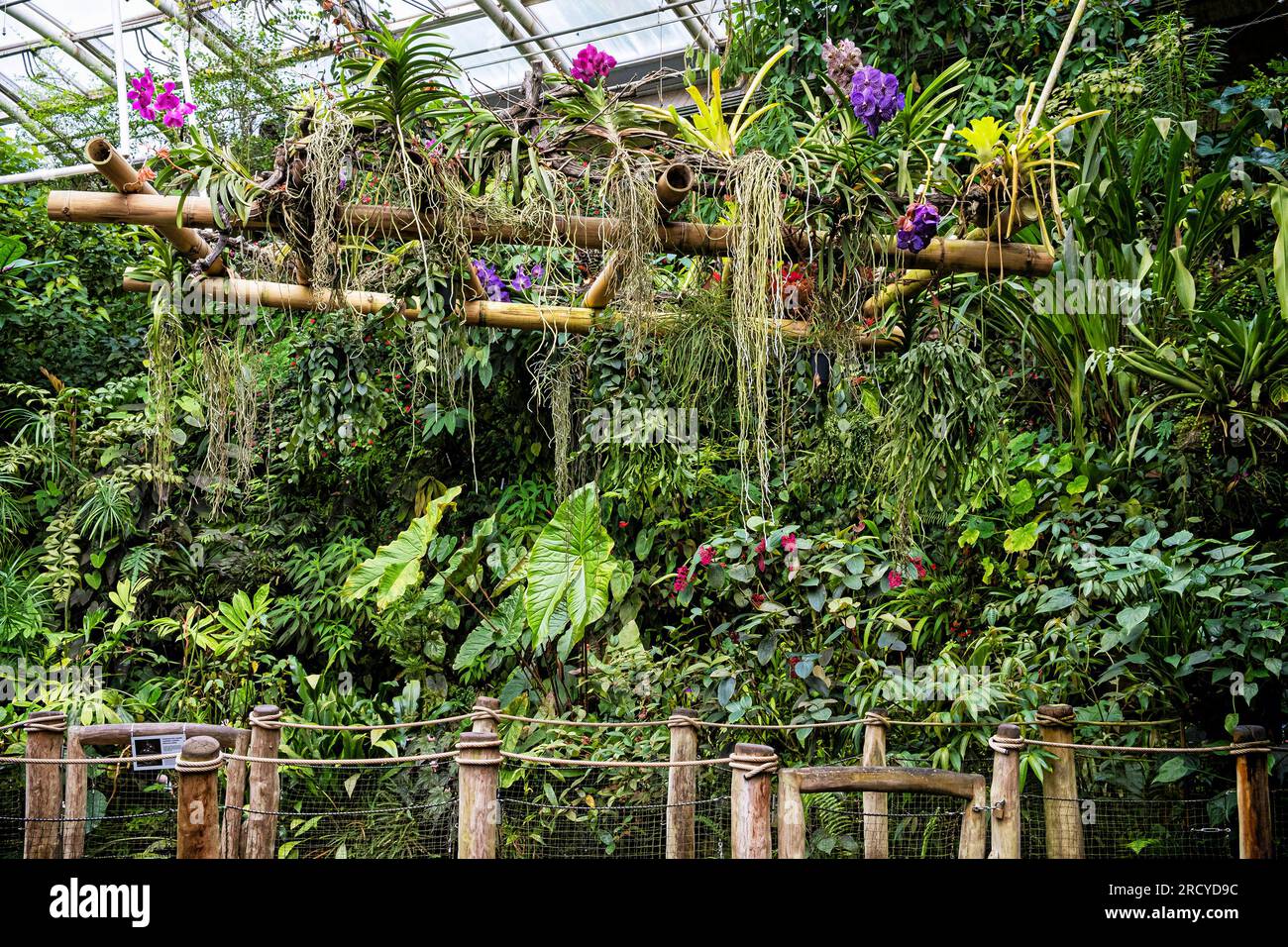 Tropical nature in Fata Morgana greenhouse, botanical garden, Prague, Czech republic. Stock Photo