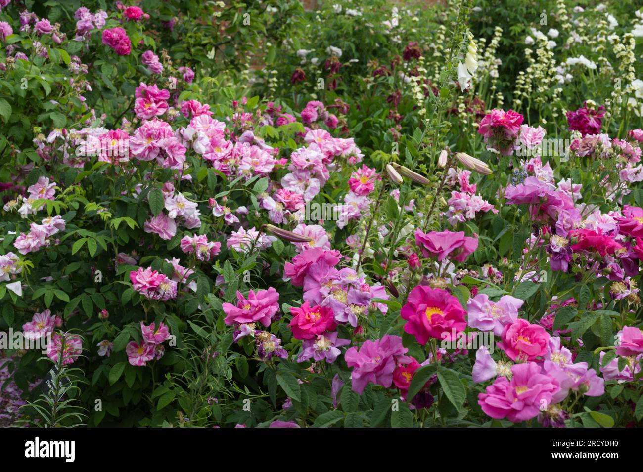 Summer garden filled with flowers including Rosa Mundi and Rosa Gallica, the Apothecary's rose, lilies and  Sisyrinchium striatum in UK garden June Stock Photo