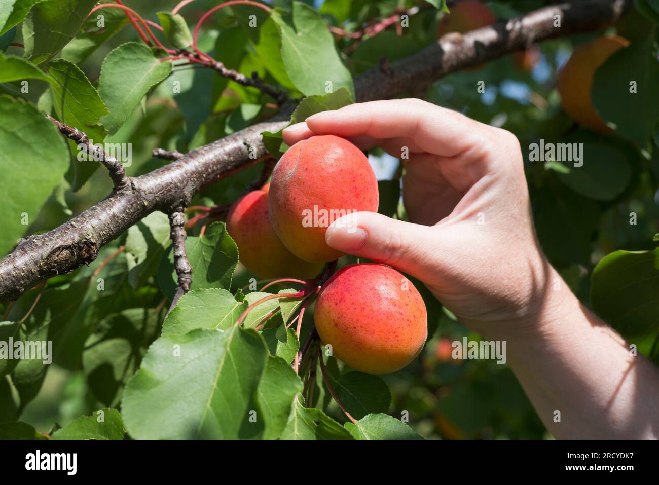 Hand picking ripe apricots in the orchard Stock Photo Alamy