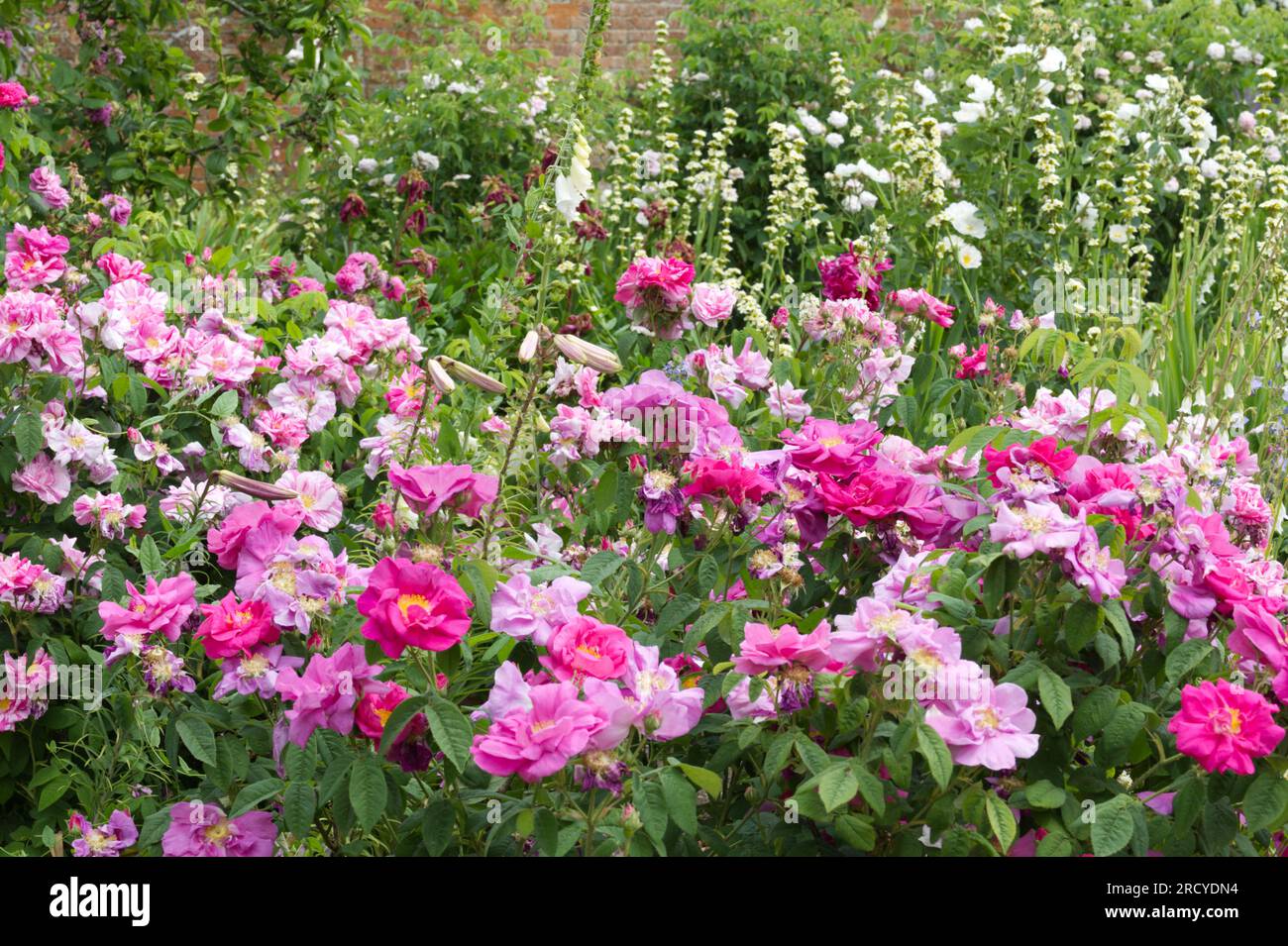 Summer garden filled with flowers including Rosa Mundi and Rosa Gallica, the Apothecary's rose, lilies and  Sisyrinchium striatum in UK garden June Stock Photo