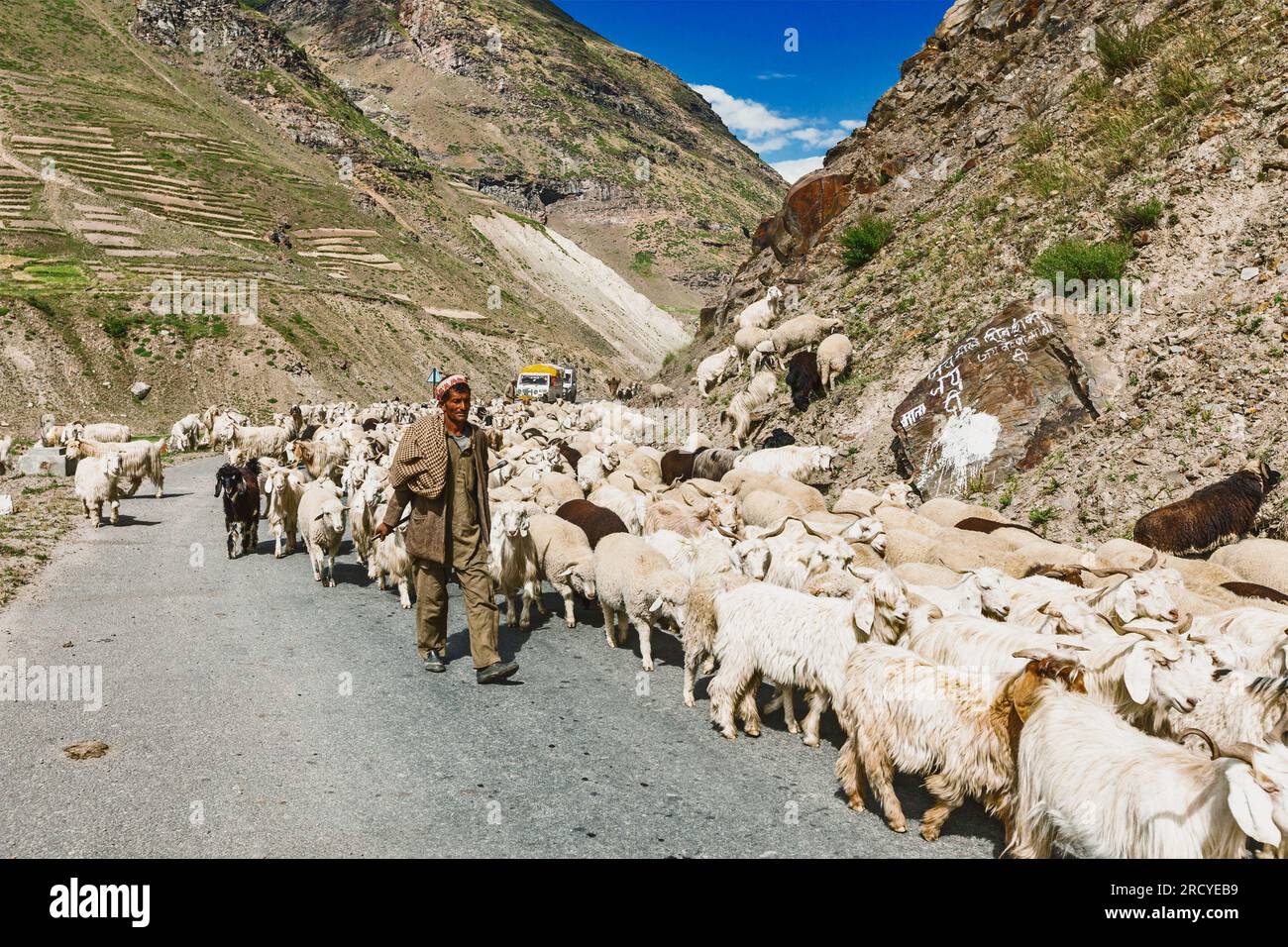 Cashmere shepherd with herd of pashmina goats and sheep Stock Photo - Alamy