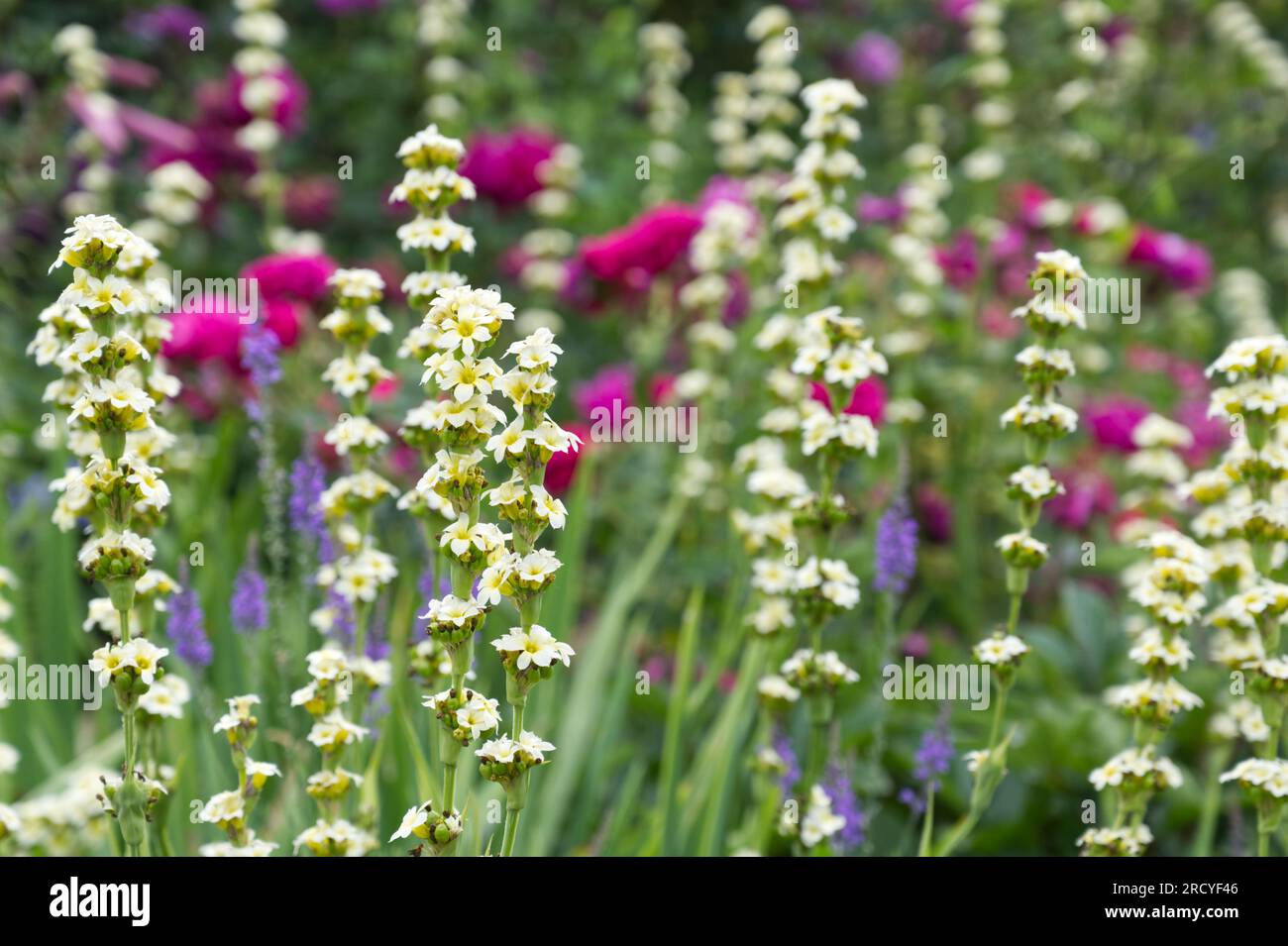 Summer flower border with pale yellow flowers of Sisyrinchium striatum in front of old pink roses and purple toadflax Linaria purpurea UK garden June Stock Photo