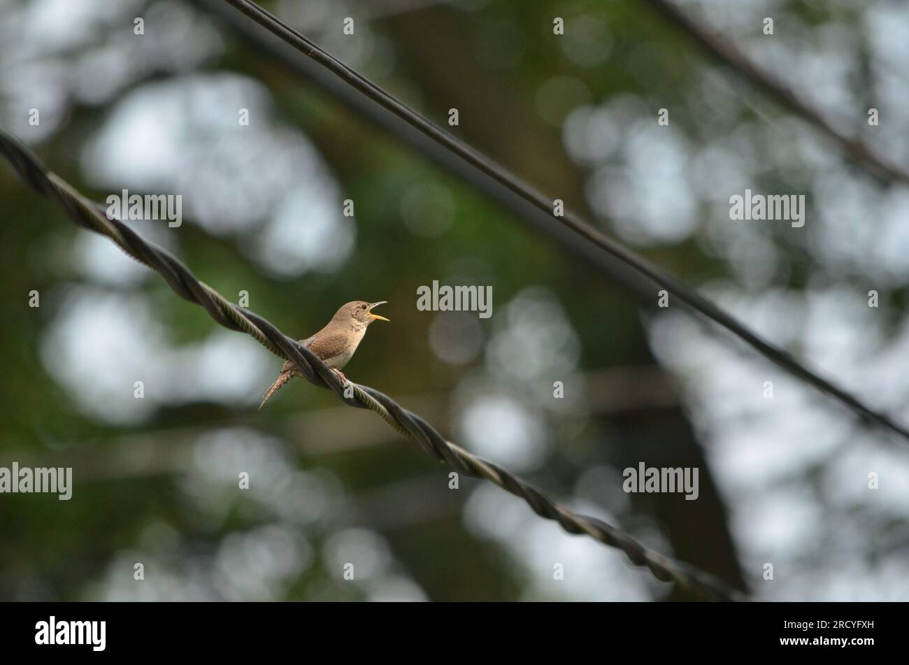 small bird singing on a wire Stock Photo
