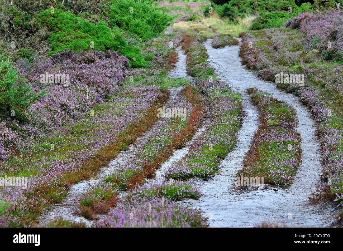 Holt Heath National Nature Reserve near Wimborne Minster in east Dorset, UK Stock Photo Alamy