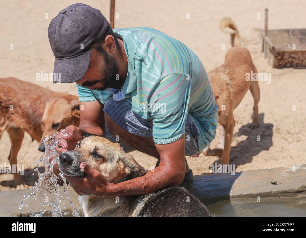 Gaza, Palestine. 17th July, 2023. A Palestinian man cools off dogs with ...