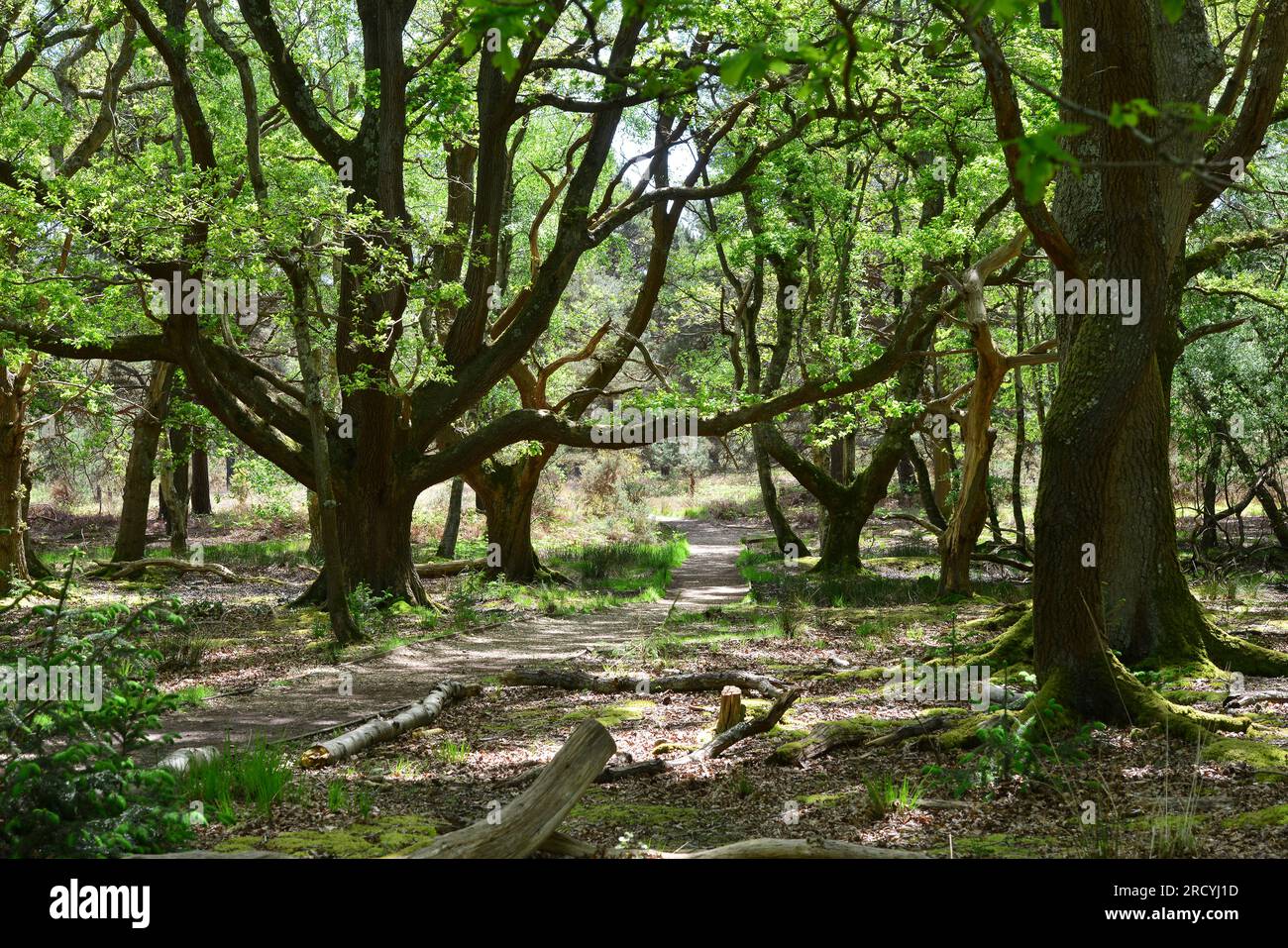 Arne rspb hi-res stock photography and images - Alamy