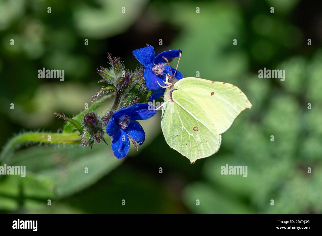 Taplow, Buckinghamshire, UK. 17th July, 2023. A Gonepteryx rhamni Brimstone Butterfly in the National Trust Gardens at Cliveden blends in so well it looks like a leaf. Butterfly Conservation are calling on people across the UK to take part in this year’s Big Butterfly Count that started yesterday and runs until 6th August to help scientists understand the impact of climate change on our most-loved butterflies. Last year’s record temperatures, heatwave and drought caused some of the plants that caterpillars feed on to wither and die. To help scientists discover what the ongoing impact of this e Stock Photo