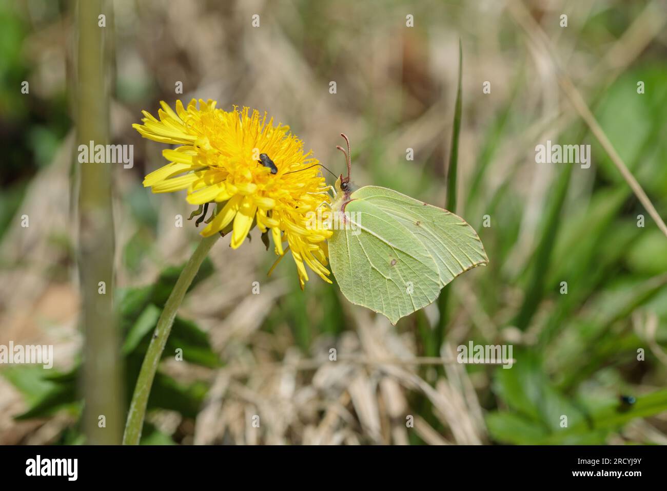 Yellow brimstone butterfly (Gonepteryx rhamni). Stock Photo