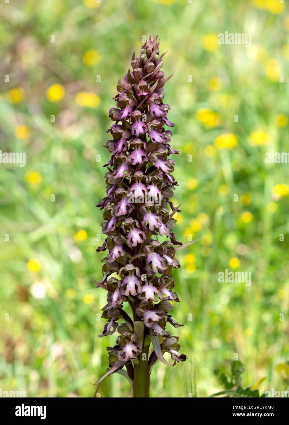 Giant Orchid (Barlia robertiana / Himantoglossum robertianum) Gious ...