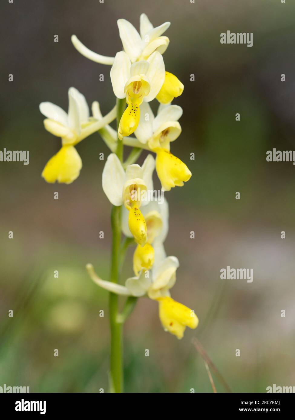 Sparse flowered orchid (Orchis pauciflora) , Spili, Crete, Greece Stock Photo