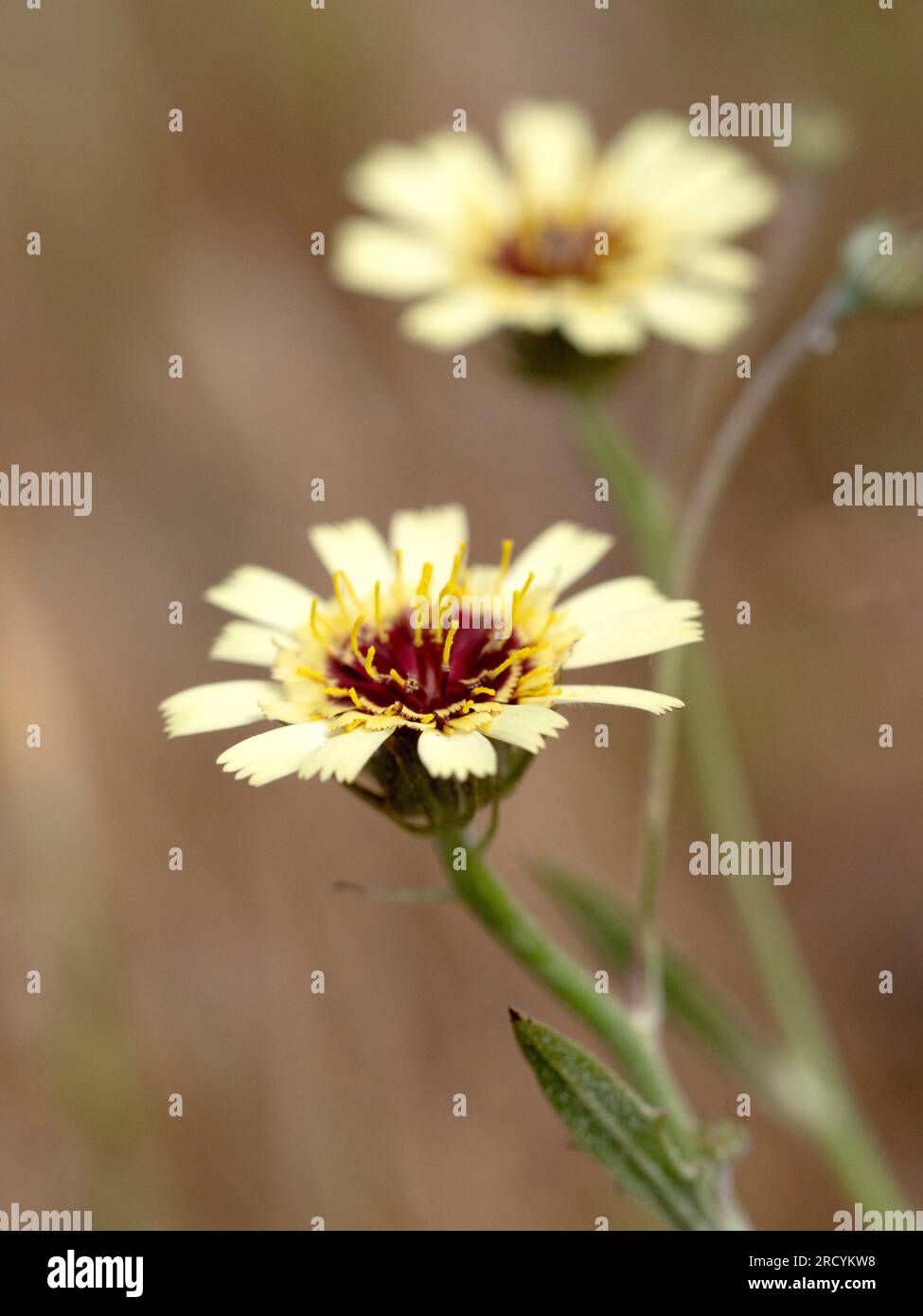 Umbrella Milkwort (Tolpes barbata) Crete, Greece Stock Photo